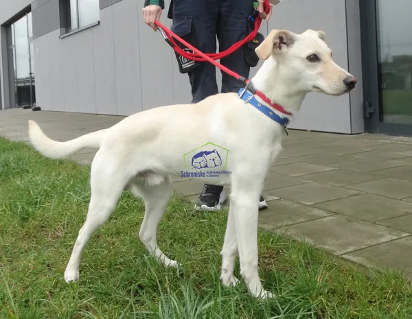 Znaleziono psa, Szczecin, 23 marca 2024 (1/2)