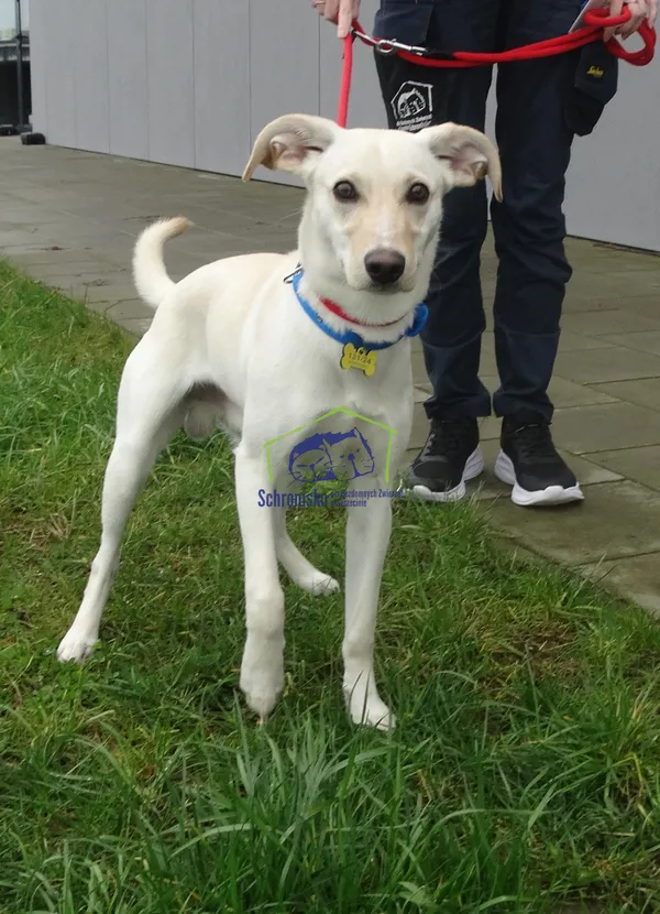 Znaleziono psa, Szczecin, 23 marca 2024 (2/2)