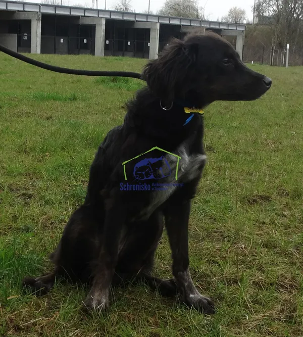 Znaleziono psa, Szczecin, 23 marca 2024 (2/2)