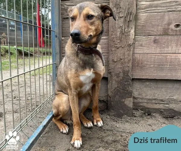 Znaleziono psa, Dąbrówka, 22 marca 2024 (1/2)
