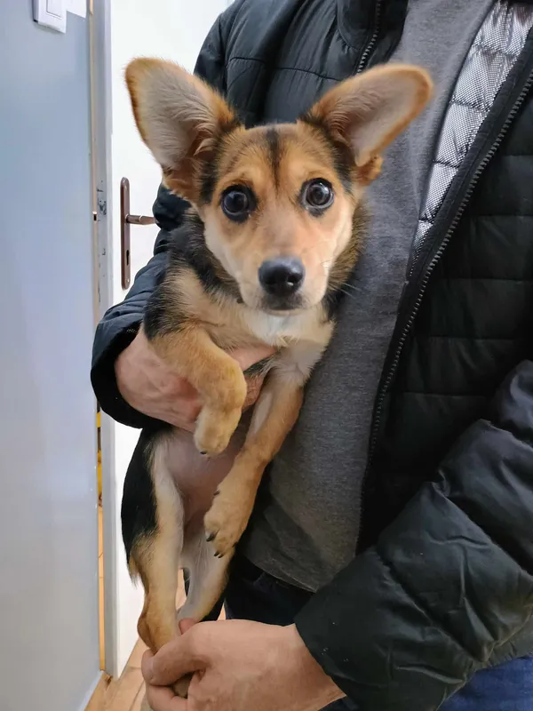 Znaleziono psa, Sosnowiec, 21 marca 2024