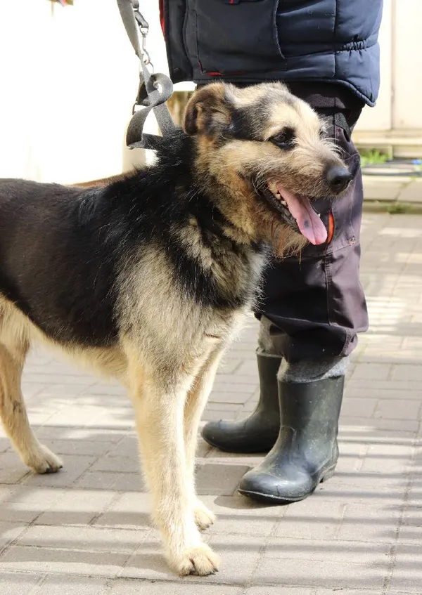 Znaleziono psa, Łódź, 24 marca 2024 (1/2)