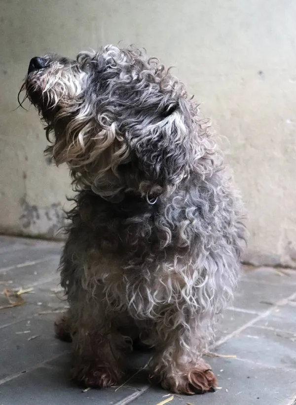 Znaleziono psa, Łódź, 23 marca 2024 (3/3)