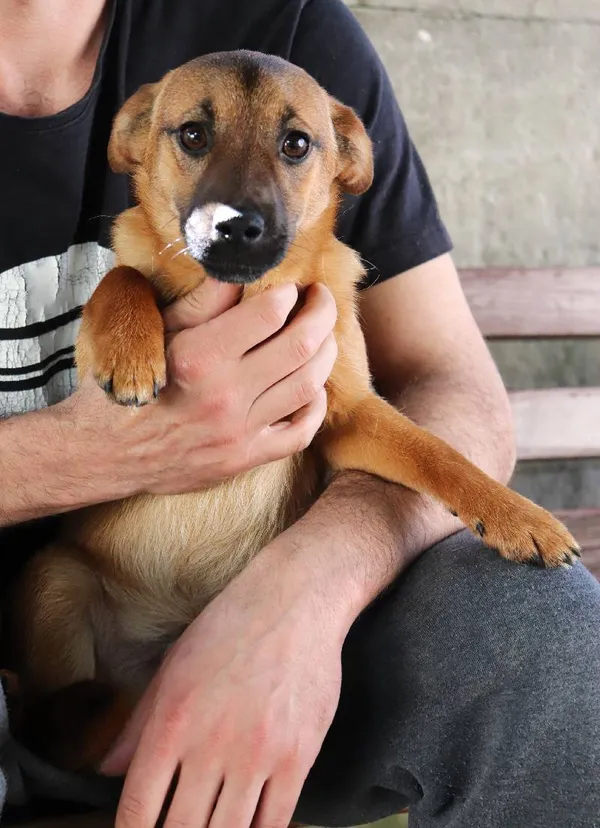 Znaleziono psa, Łódź, 23 marca 2024 (5/5)