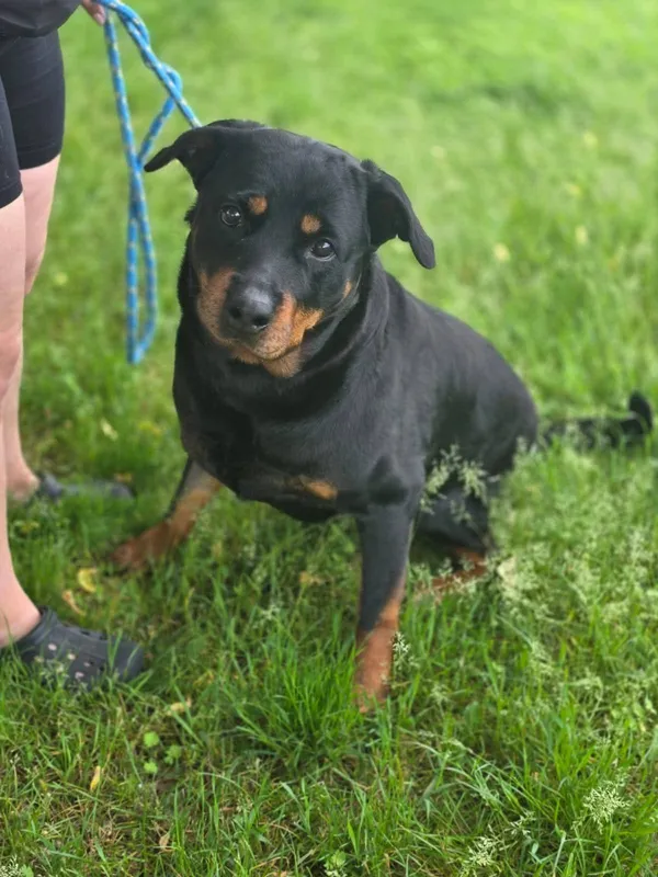 Pies do adopcji, Radom, 21 lipca 2025 (4/5)