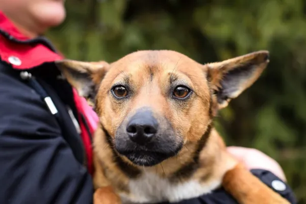 Pies do adopcji, Radom, 24 marca 2024 (1/5)