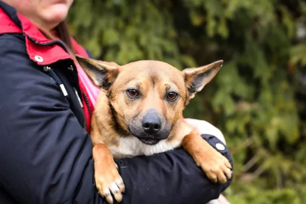 Pies do adopcji, Radom, 24 marca 2024 (2/5)