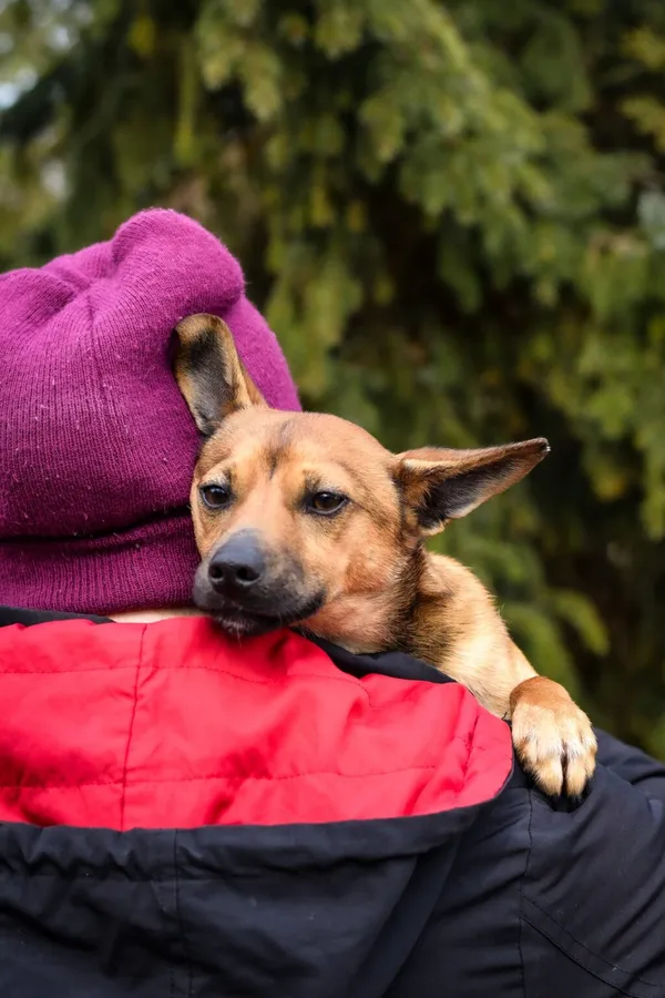 Pies do adopcji, Radom, 24 marca 2024 (5/5)