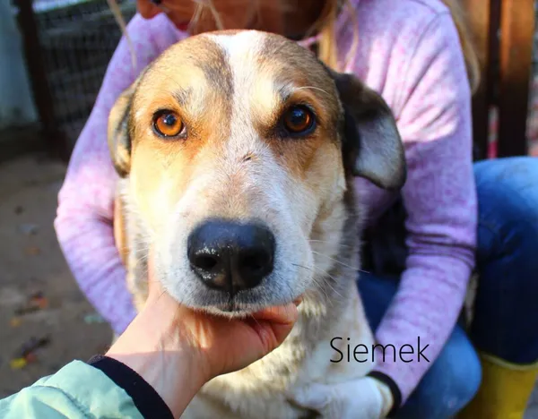 Pies do adopcji, Przyborówko, 24 marca 2024 (3/3)