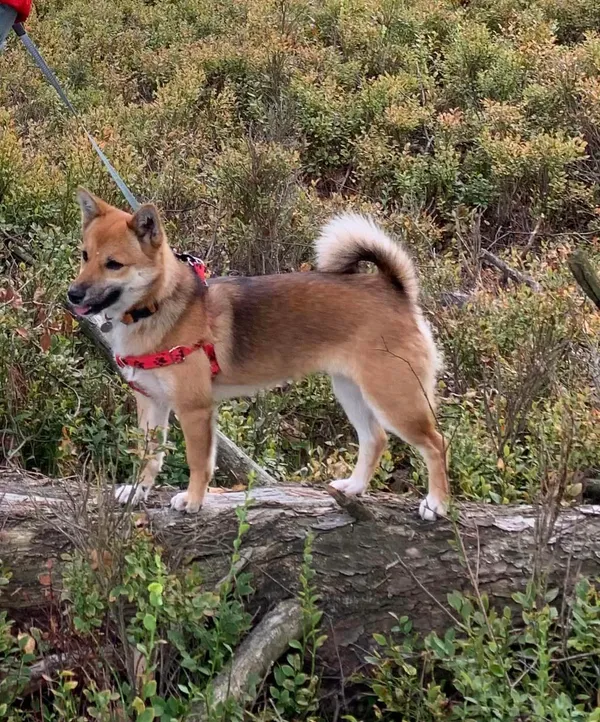 Zaginął pies, Albertów, 25 marca 2024 (1/2)