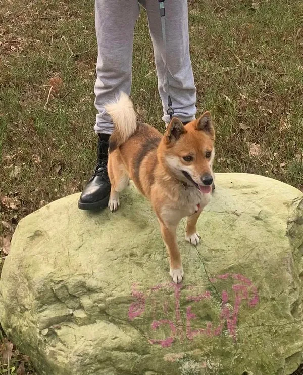 Zaginął pies, Albertów, 25 marca 2024 (2/2)