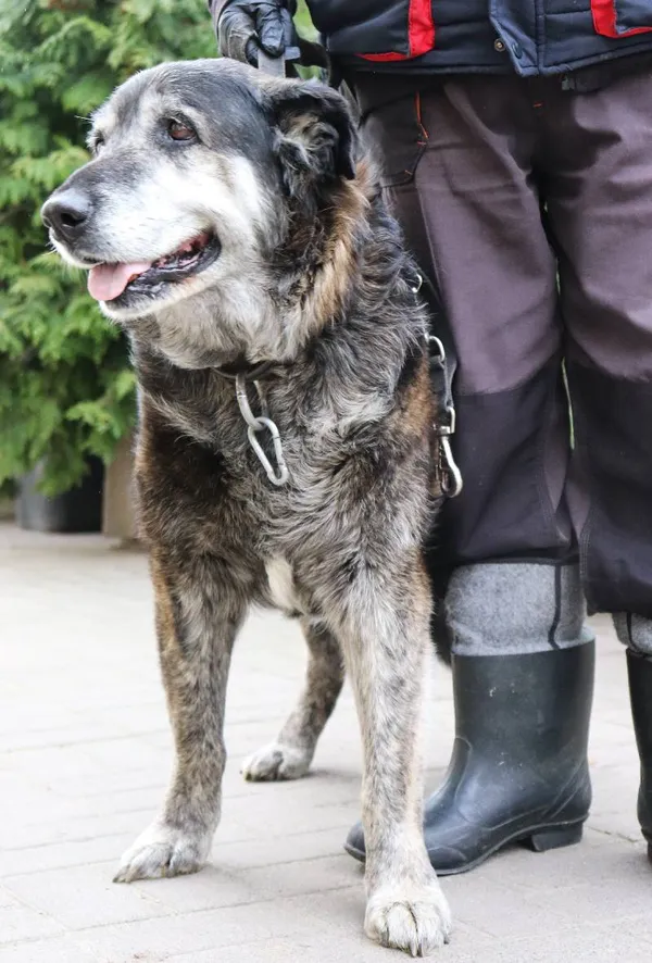 Znaleziono psa, Łódź, 24 marca 2024 (3/4)