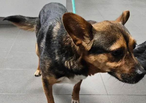 Znaleziono psa, Bydgoszcz, 4 marca 2024