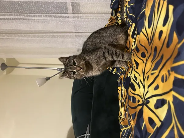 Zaginął kot, Łódź, 25 marca 2024