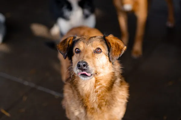 Oddam psa, Olsztyn, Osiedle Tadeusza Kościuszki, 25 marca 2024 (2/3)