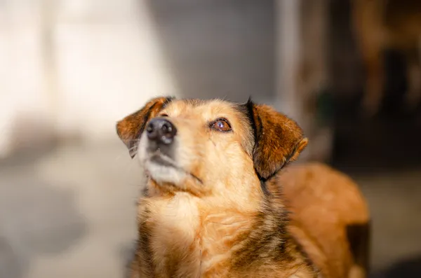 Oddam psa, Olsztyn, Osiedle Tadeusza Kościuszki, 25 marca 2024 (3/3)