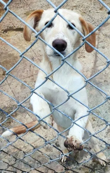 Znaleziono psa, Radom, 23 marca 2024