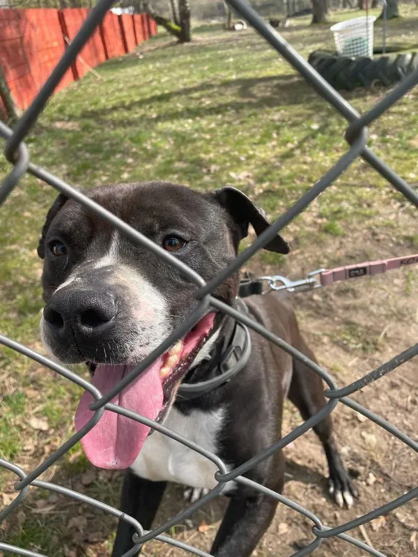 Pies do adopcji, Korabiewice, 25 marca 2024 (1/3)