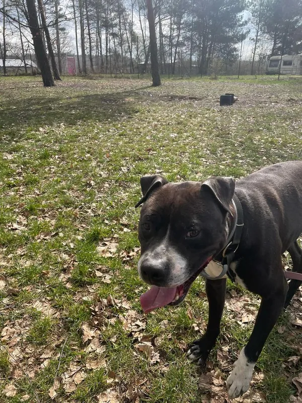 Pies do adopcji, Korabiewice, 25 marca 2024 (3/3)