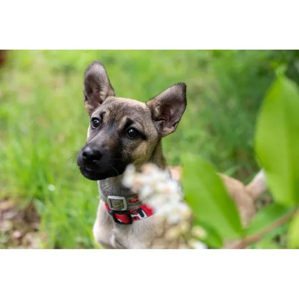 Znaleziono psa, Białystok, 23 marca 2024 (1/4)