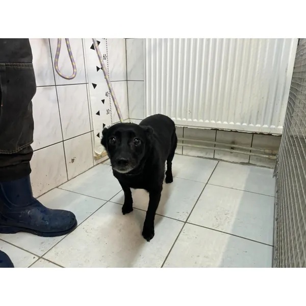 Znaleziono psa, Białystok, 25 marca 2024