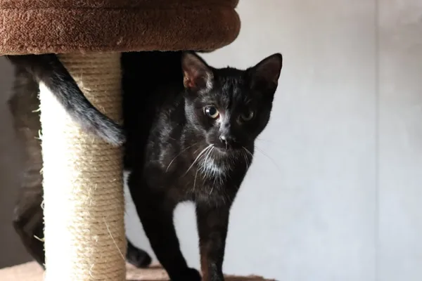 Kot do adopcji, Dłużyna Górna, 25 marca 2024