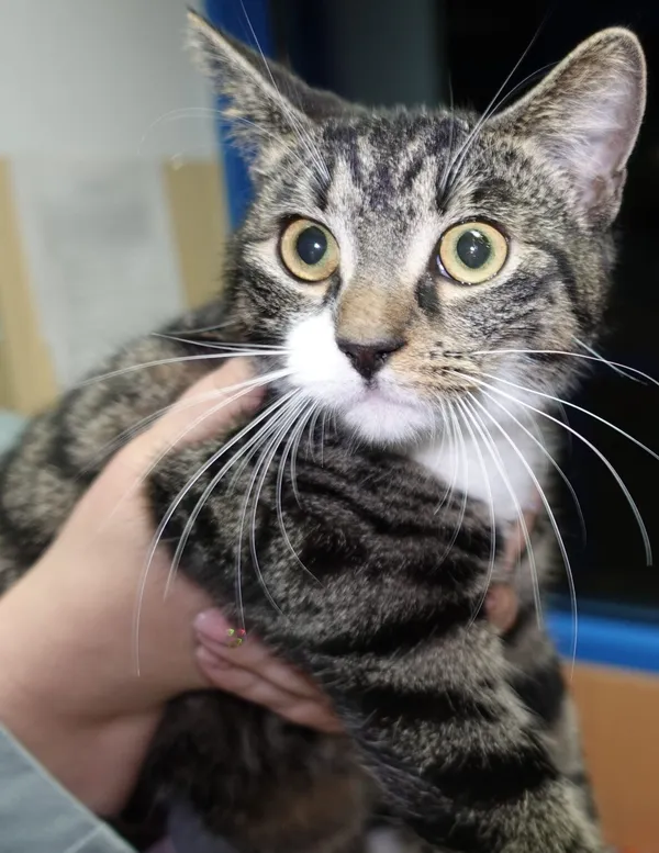 Znaleziono kota, Gdańsk, 25 marca 2024