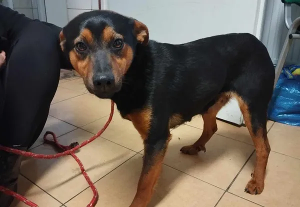 Znaleziono psa, Toruń, 23 marca 2024