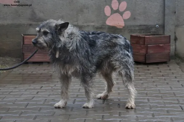 Pies do adopcji, Nowy Dwór Mazowiecki, 25 marca 2024 (5/5)