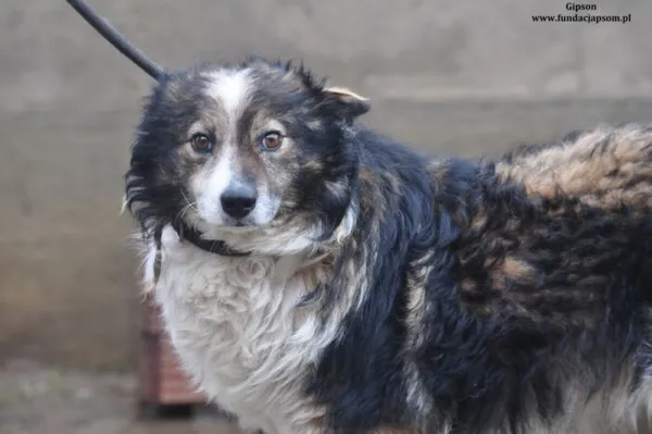 Pies do adopcji, Nowy Dwór Mazowiecki, 25 marca 2024 (1/4)