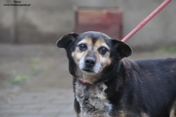 Pies do adopcji, Nowy Dwór Mazowiecki, 25 marca 2024 (1/4)