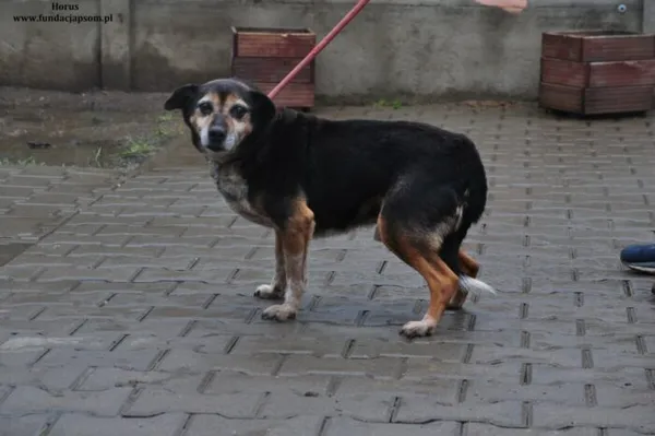 Pies do adopcji, Nowy Dwór Mazowiecki, 25 marca 2024 (4/4)