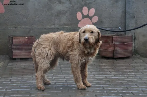 Pies do adopcji, Nowy Dwór Mazowiecki, 25 marca 2024 (2/4)