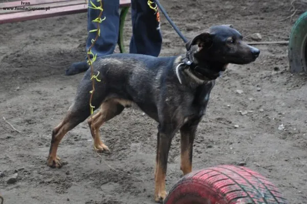 Pies do adopcji, Nowy Dwór Mazowiecki, 25 marca 2024 (4/5)