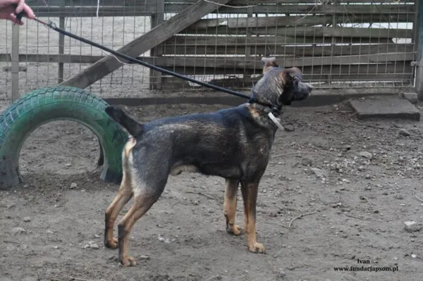 Pies do adopcji, Nowy Dwór Mazowiecki, 25 marca 2024 (5/5)
