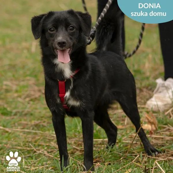 Pies do adopcji, Dąbrówka, 25 marca 2024 (3/5)