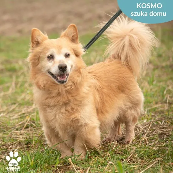 Pies do adopcji, Dąbrówka, 25 marca 2024 (3/5)