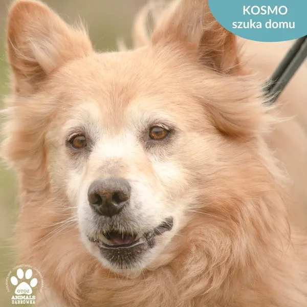 Pies do adopcji, Dąbrówka, 25 marca 2024 (4/5)