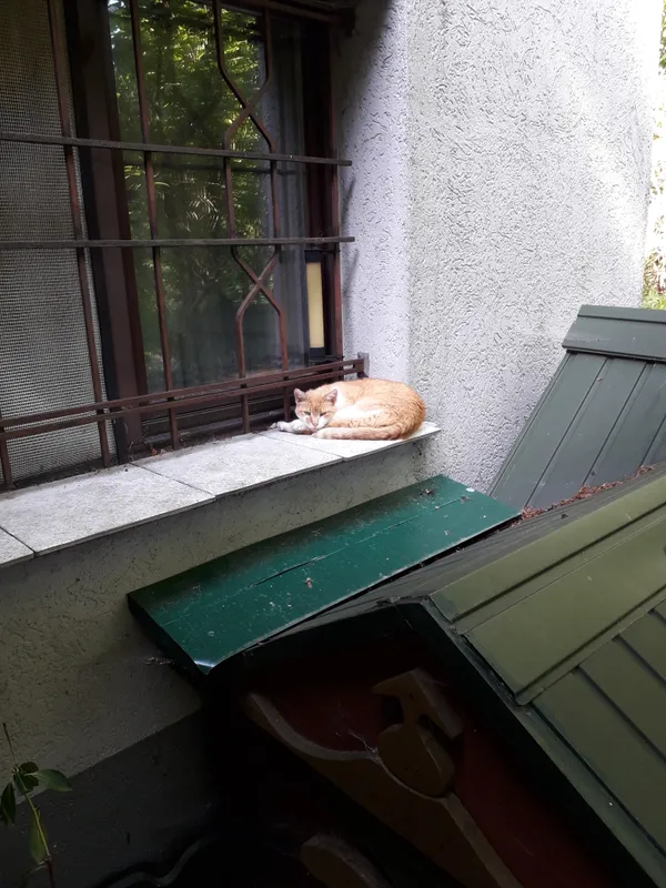 Zaginął kot, Łańcut, 25 marca 2024 (1/2)