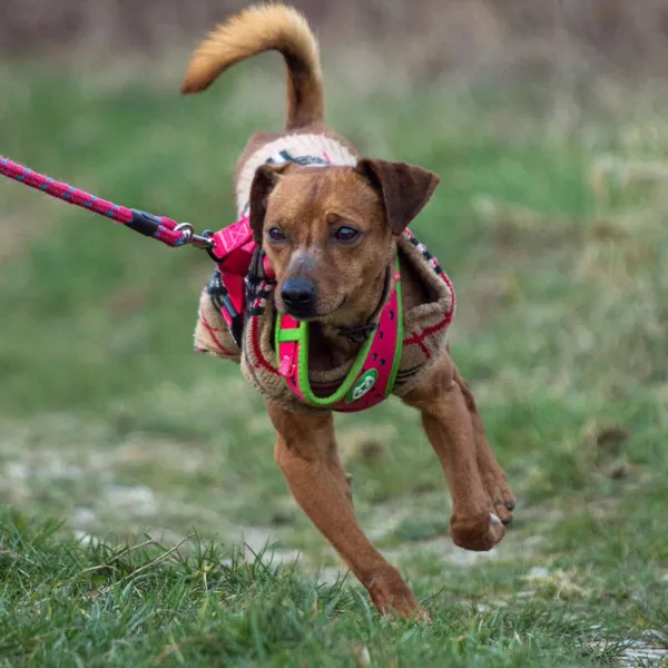 Pies do adopcji, Wysocko Wielkie, 25 marca 2024 (1/4)