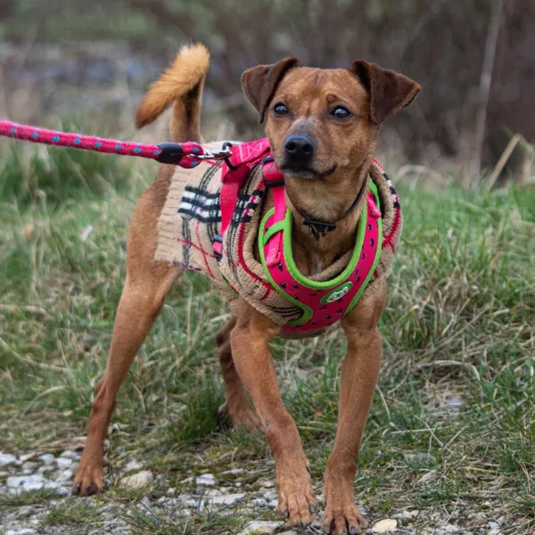 Pies do adopcji, Wysocko Wielkie, 25 marca 2024 (3/4)