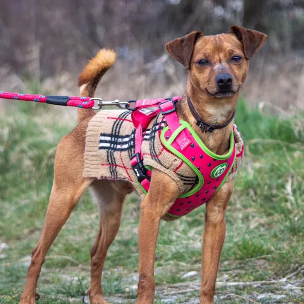 Pies do adopcji, Wysocko Wielkie, 25 marca 2024 (4/4)