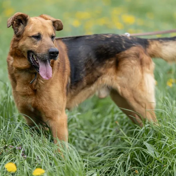 Pies do adopcji, Wysocko Wielkie, 21 kwietnia 2024 (2/5)