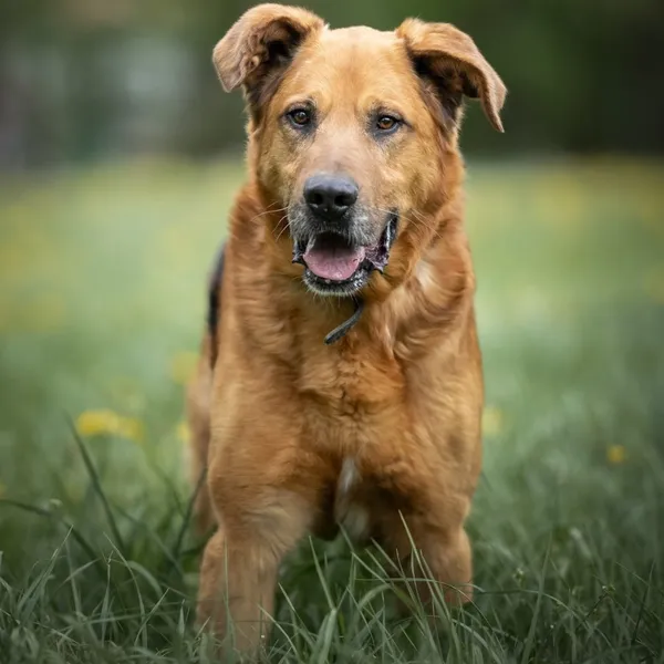 Pies do adopcji, Wysocko Wielkie, 21 kwietnia 2024 (4/5)