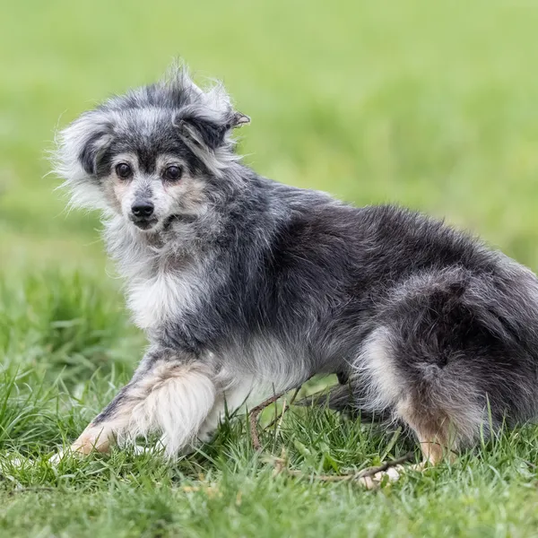 Pies do adopcji, Wysocko Wielkie, 25 marca 2024 (2/5)