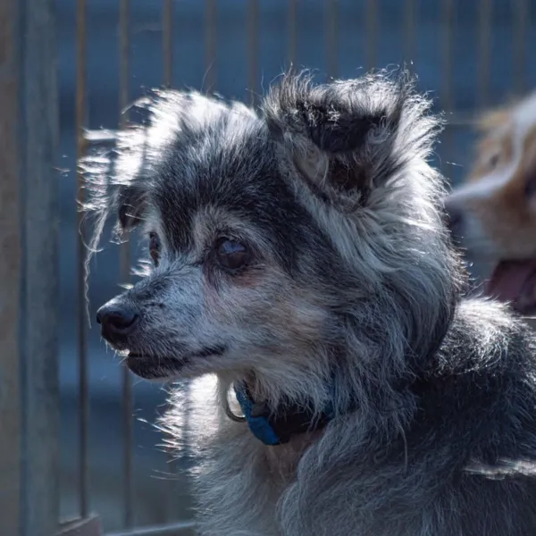 Pies do adopcji, Wysocko Wielkie, 25 marca 2024 (4/5)