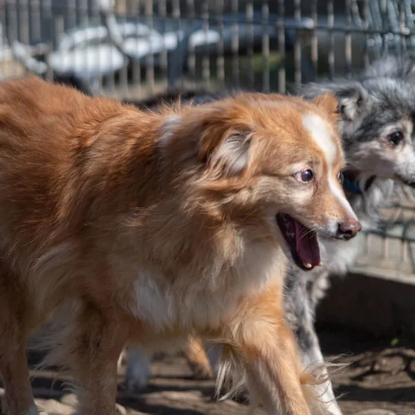 Pies do adopcji, Wysocko Wielkie, 25 marca 2024 (1/5)