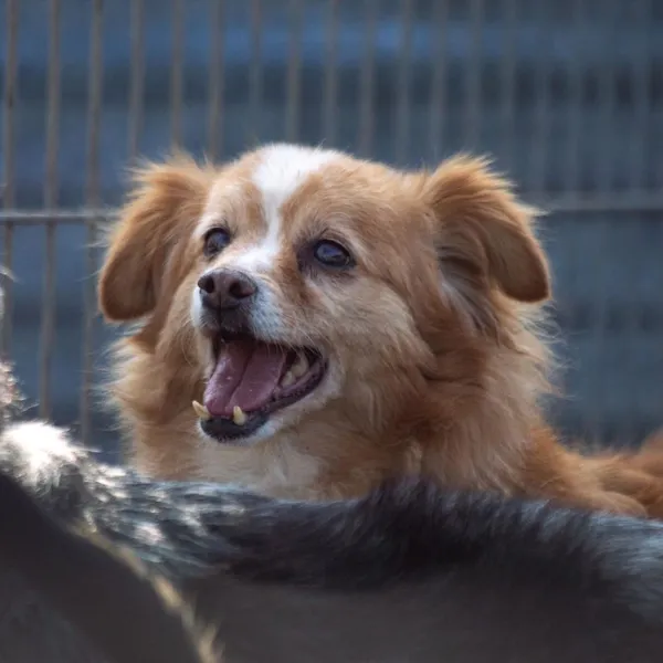 Pies do adopcji, Wysocko Wielkie, 25 marca 2024 (4/5)