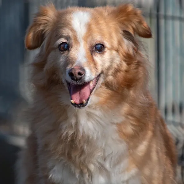 Pies do adopcji, Wysocko Wielkie, 25 marca 2024 (5/5)