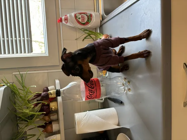 Znaleziono psa, Łódź, 26 marca 2024